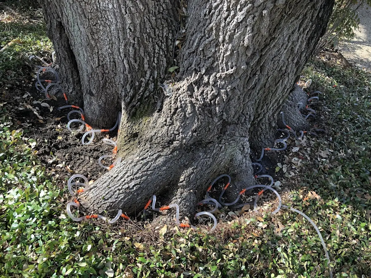 Detailed Tree Cabling and Bracing job site in Oracle