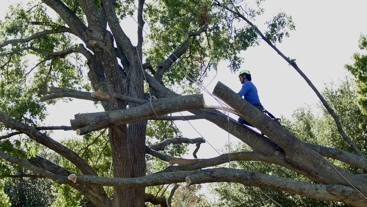 Professional Crown Thinning performed by certified arborists in Oracle