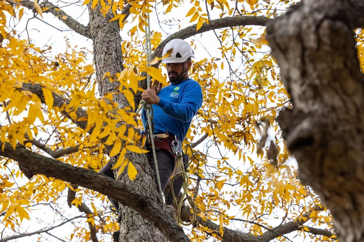 Skilled Tree Transplanting crew working in Oracle